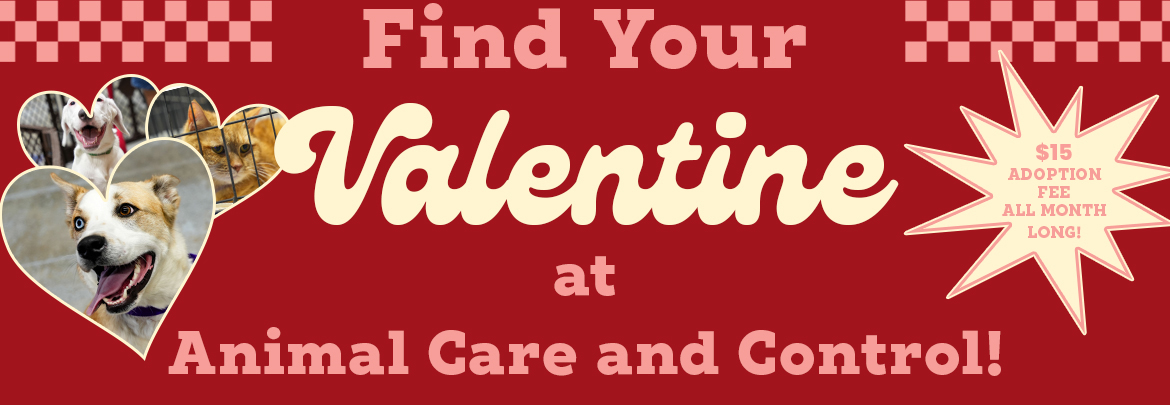 Valentine at Animal Care & Control