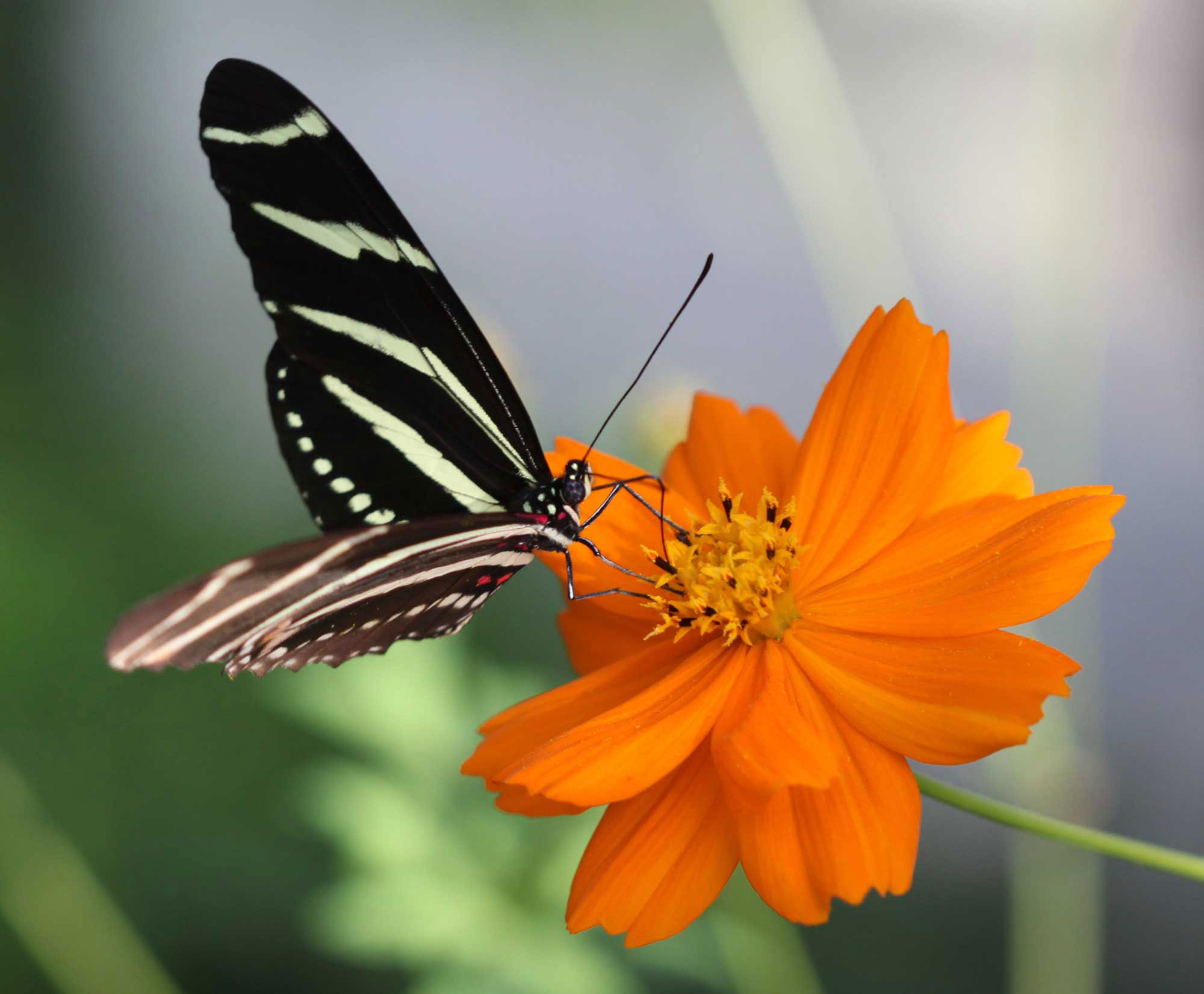 Butterflies at Mounts Bitanical Garden image