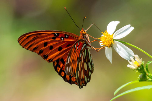 /NewsroomImages/1023/pollinator-web.jpg