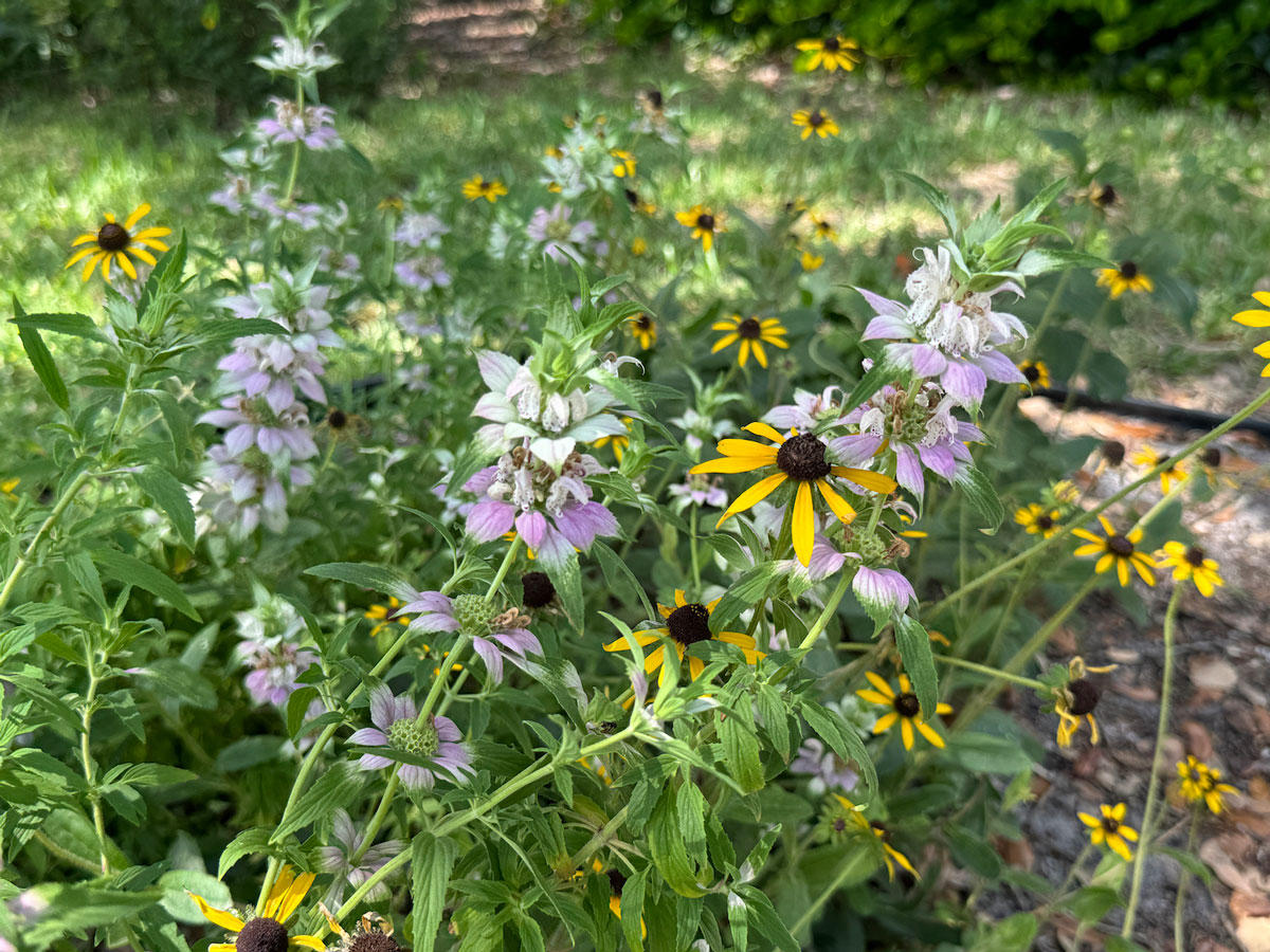 http://pbcauthor/NewsroomImages/1024/2-Julias-Pollinator-Haven.jpg