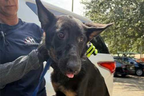 https://spauthor.pbcgov.org/NewsroomImages/1026/Shepherd-th.jpg