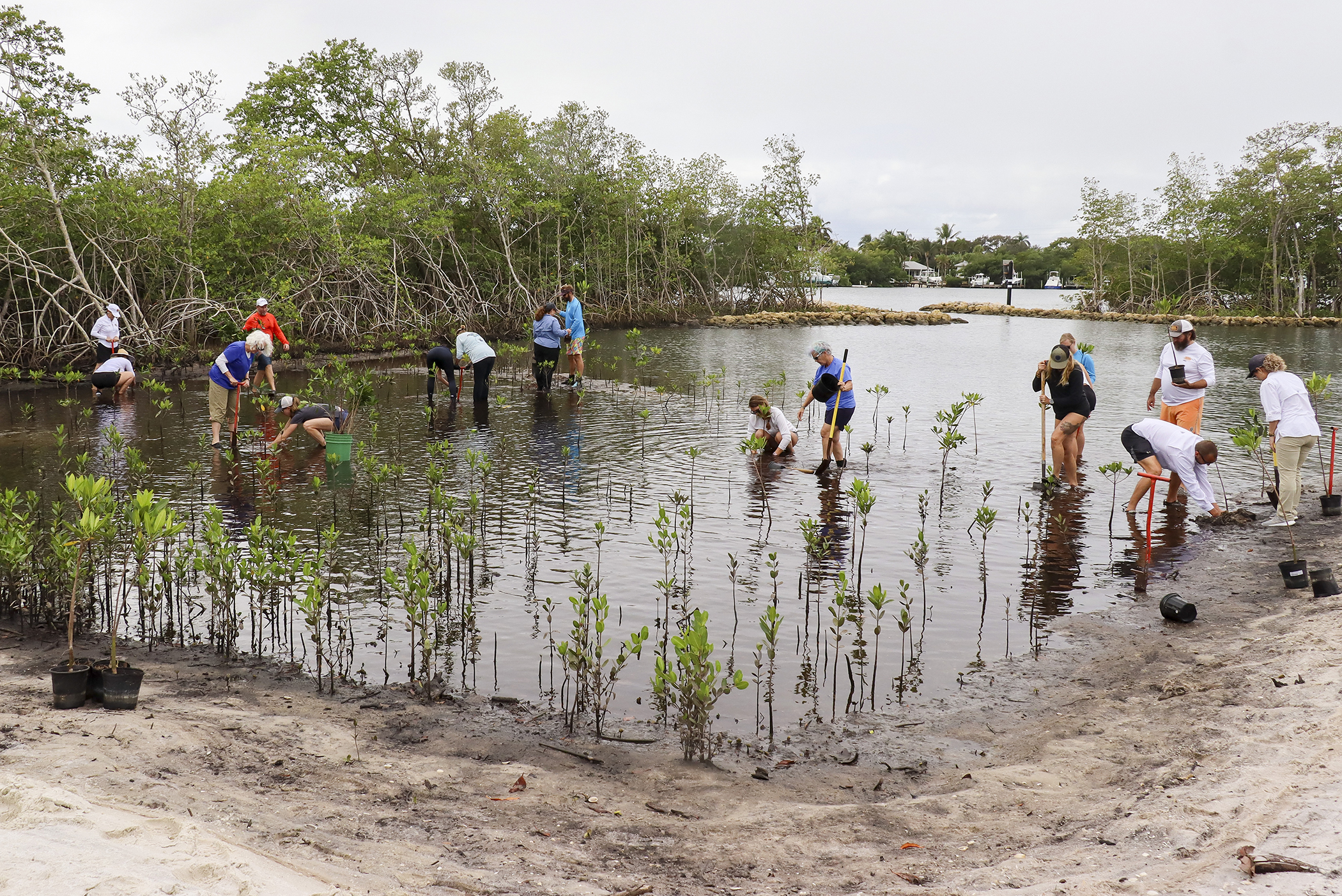 /NewsroomImages/1123/planting mangroves - 9653 - small.jpg