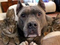  PBC Animal Care and Control Urges the Community to Foster or Adopt a Pet Online