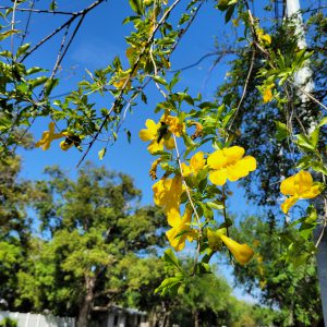 Butterfly Orchid vine is invasive