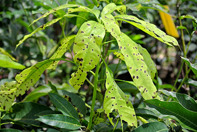 Sickly Anthracnose Mango