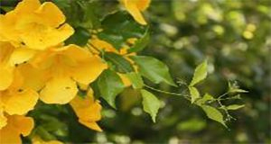 Beautiful but invasive  member of bignonicaeae