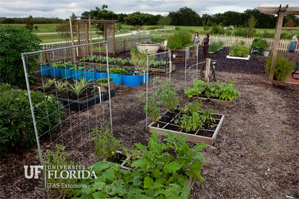 IFAS Garden