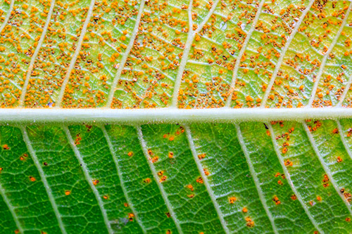 Rust Plumeria with disease