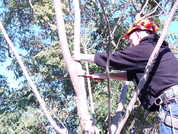 May Tree Maintenance