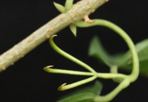 The psedustipule or "claw"