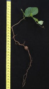The belowground tuber of an uprooted cat's-claw vine