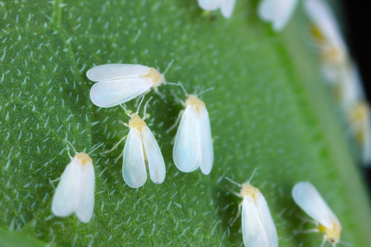 Glasshouse Whitefly