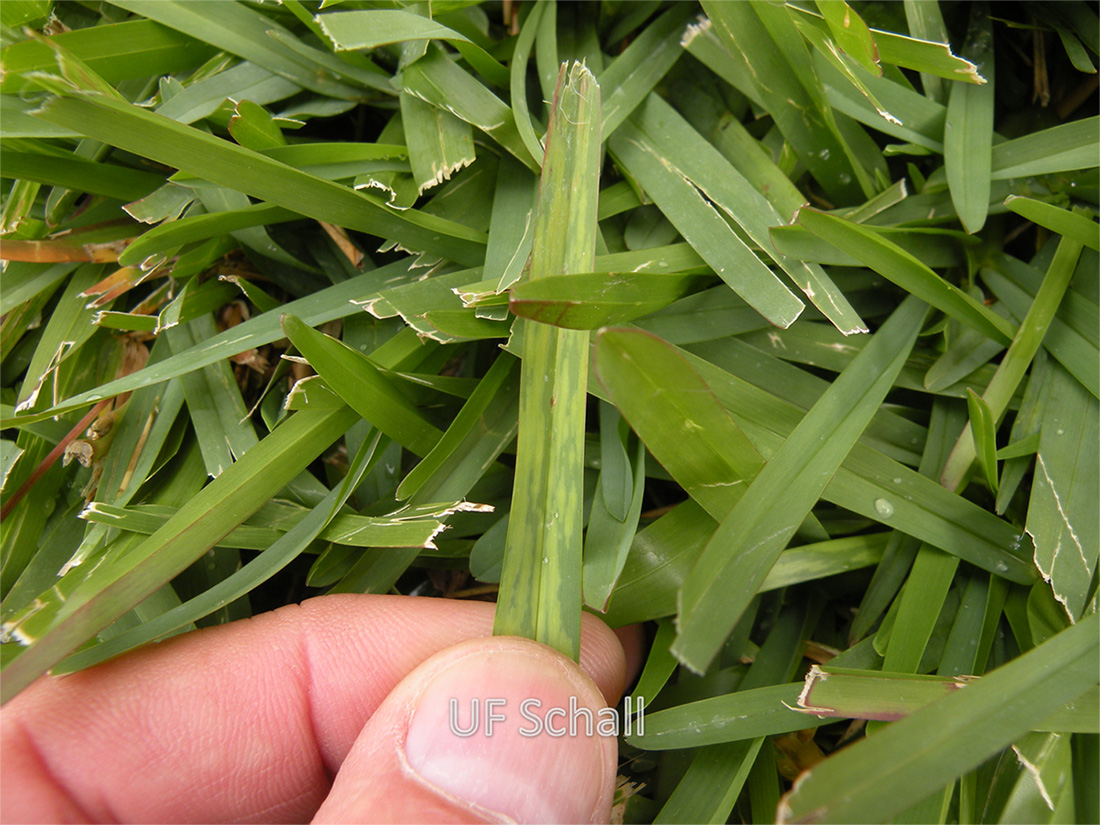 Lethal viral necrosis on St. Augustinegrass