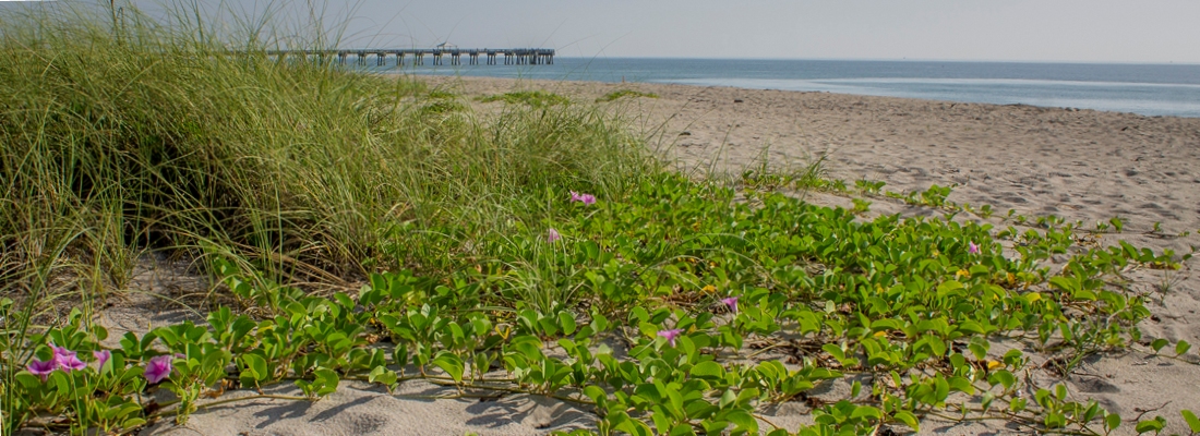 Picture of a healthy dune/beach habitat with dune vegetation