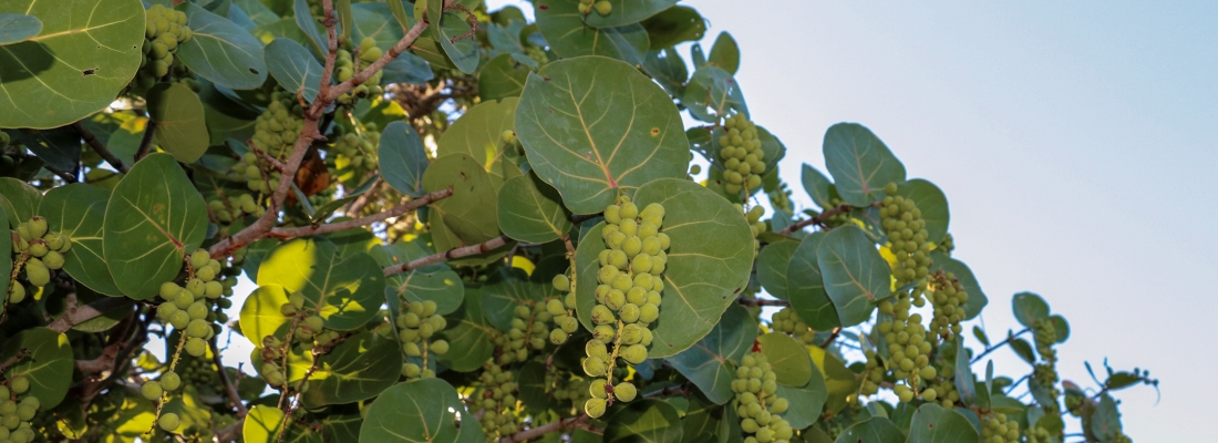 Close up Picture of a Sea Grape Tree Fruiting