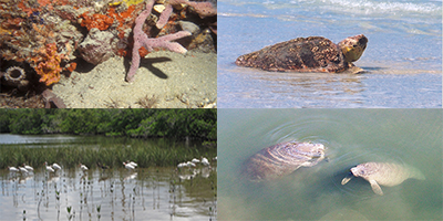 Collection of images showing wildlife in  Palm Beach County's Coastal Habitats:  Corals, Sea Turtles, Wading Birds, and Manatees