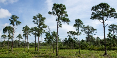 Picture of a pine tree forest at a Palm Beach County Natural Area