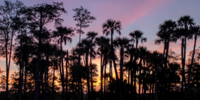 Picture of a Sunset behind palm trees at a Palm Beach County Natural Area