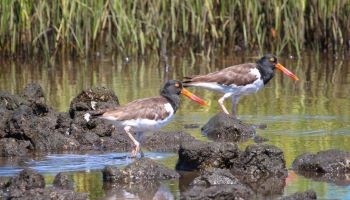 American Oystercatchers foraging along rocky shoreline