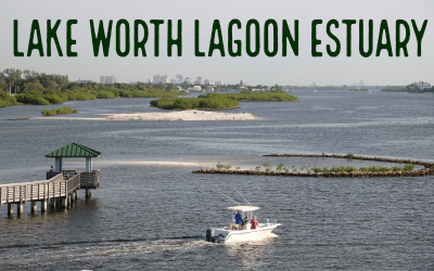 Boat in Lake Worth Lagoon Estuary adjacent to retored shorline