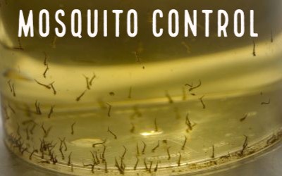 Picture of adult mosquitoes in a collection tray