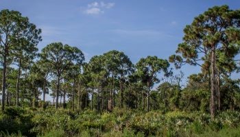 Natural Areas Scene