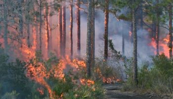 Flames from a prescribed fire operatoin