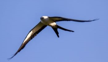 Swallow tailed kite soring in the air