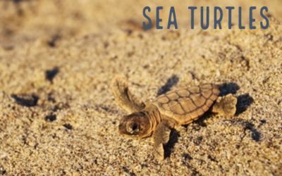 Picture Link to Sea Turtle Web Page