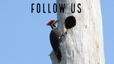 Picture of a woodpecker on snag