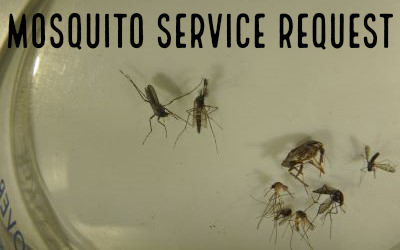 Picture mosquito species found in Palm Beach County