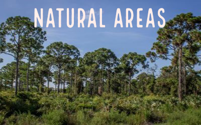 Picture of preserved scrub forest