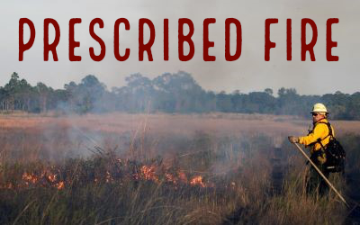 Picture of prescribed fire operation being monitored by certifed burn crew member