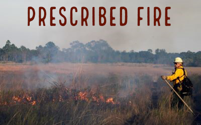 ERM Burn Crew Staff Monitoring Prescribed Fire LIne