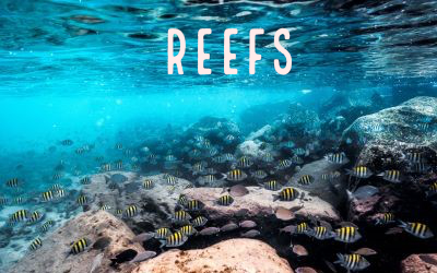 Picture of underwater artifical reef of limestone rock and fish