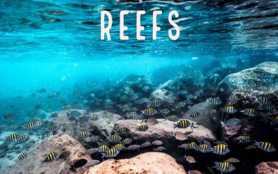 Picture of underwater artifical reef of limestone rock and fish