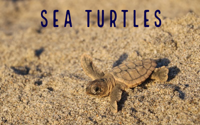 Sea turtle hatchling on Palm Beach County Beach