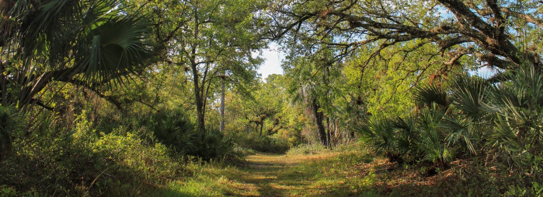 Natural Surface Multiuse Trail within the Jeaga Wildways