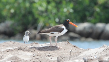 Picture of an American Oystercatcher Shorebird Adult and Baby