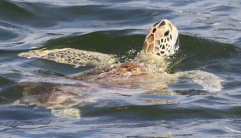 green sea turtle picture