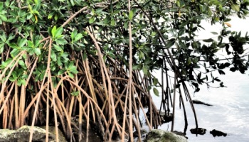 lagoon mangroves picture