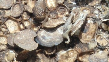 Close up image of oysters
