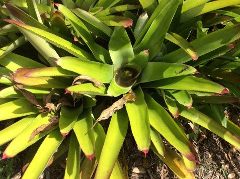 Picture of Bromeliad Plant Holding Water