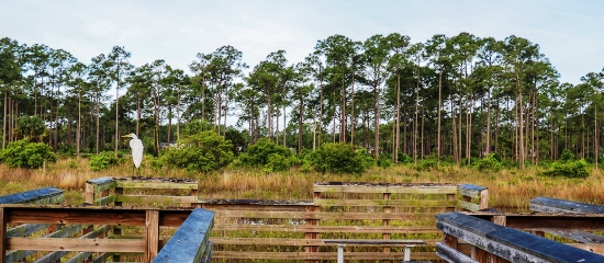 Picture of an observation platform overlooing wetland at Acreage Pines Natural Area