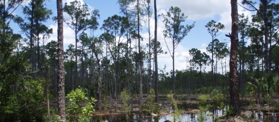 Picture of flooded pine forest at Sandhill Crane Wetlands Natural Area