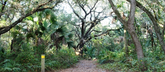 Picture of a shaded hiking trail through oak lined path