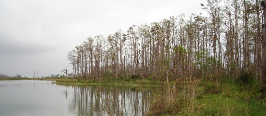 Picture with view of cypress trees at East Conservation Area 