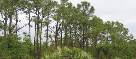 Picture of slash pine trees at Lake Park Scrub Natural Area