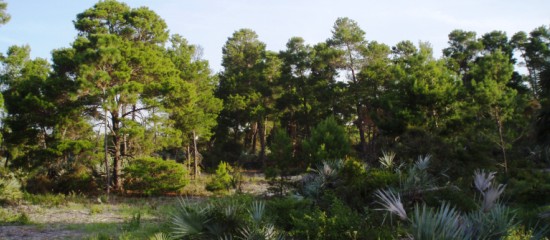 Picture of slash pine trees and saw palmetto at Lantana Scrub Natural Area