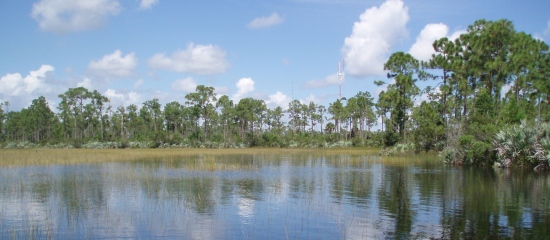 Picture of open water wetland at Pond Cypress Natural Area